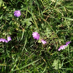 Geranium pyrenaicum
