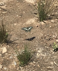 Papilio demodocus demodocus