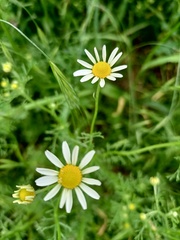 Matricaria chamomilla