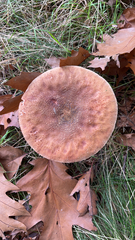 Amanita rubescens