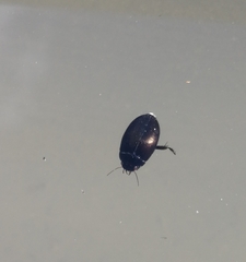 Agabinae