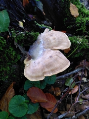 Meripilus giganteus