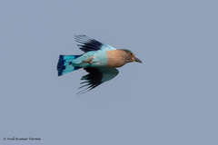 Coracias benghalensis