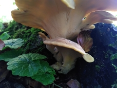 Meripilus giganteus