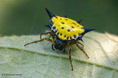 Macracantha hasselti