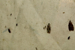 Zomaria interruptolineana