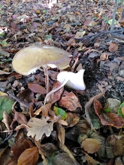Fungi