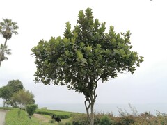 Ficus lyrata