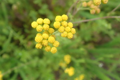 Hippia frutescens