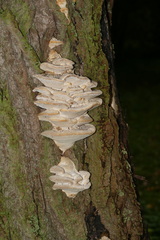 Trametes gibbosa