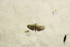 Pasiphila rectangulata