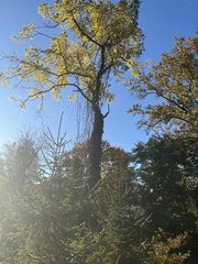 Betula alleghaniensis