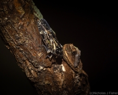 Plectoderini