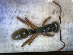 Brachyponera chinensis