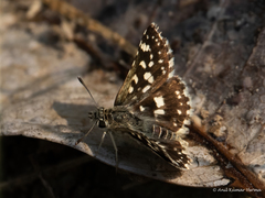 Spialia galba