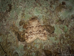 Scaphidriotis xylogramma