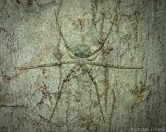 Tamopsis tweedensis