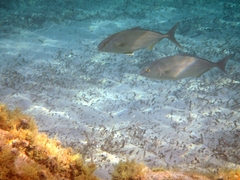 Seriola dumerili