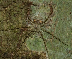 Tamopsis tweedensis