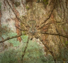 Tamopsis tweedensis