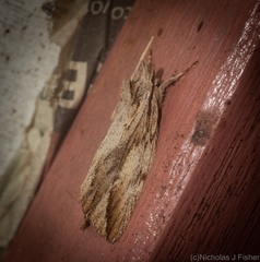 Ecnomodes sagittaria