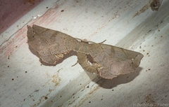 Parepisparis multicolora