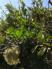 Gymnosporia buxifolia