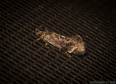 Barea platyochra
