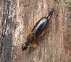 Forficula auricularia