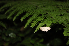 Idaea dimidiata