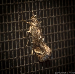 Barea platyochra