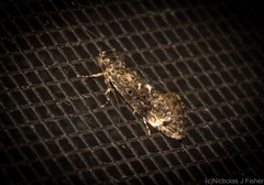 Barea platyochra