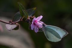 Catopsilia pyranthe