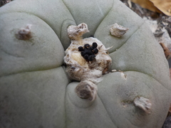 Lophophora diffusa