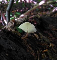 Fungi