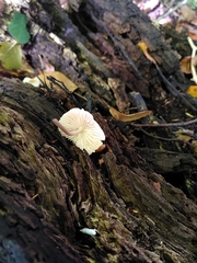 Fungi