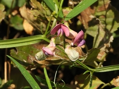 Lathyrus sylvestris