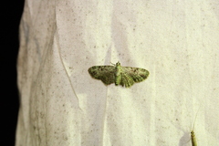 Pasiphila rectangulata