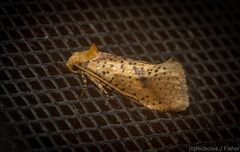 Azaleodes micronipha
