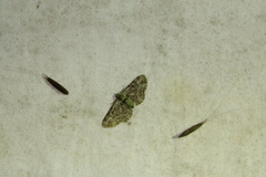 Pasiphila rectangulata