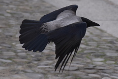 Corvus cornix