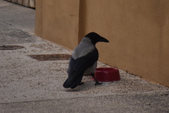 Corvus cornix