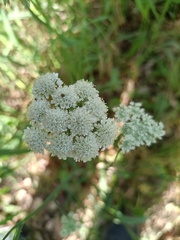 Oenanthe pimpinelloides