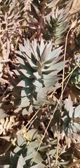 Euphorbia rigida