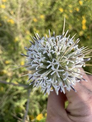 Echinops spinosissimus