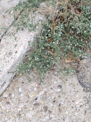 Heliotropium europaeum