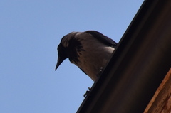 Corvus cornix