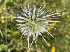 Echinops spinosissimus