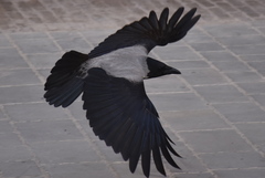 Corvus cornix