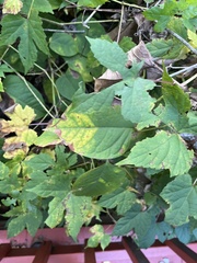 Ampelopsis glandulosa